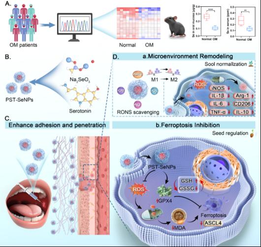 中南大学周文虎教授团队在《Biomaterials》发表口腔黏膜炎纳米治疗最新研究成果